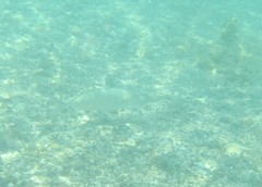 Caranx caballus