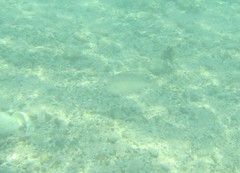 Selar crumenophthalmus
