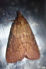 Omphalocera munroei