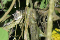 Northeastern Xanthurus Rat photo 1