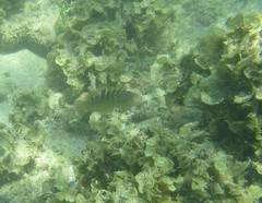 Halichoeres notospilus