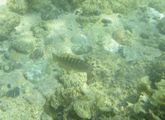 Halichoeres notospilus