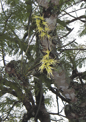 Dendrobium racemosum