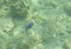 Stegastes acapulcoensis