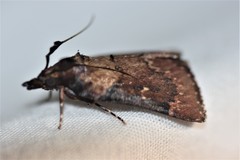 Omphalocera munroei