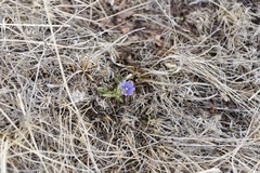 Gentiana dshimilensis