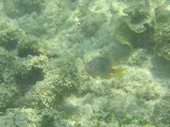 Stegastes flavilatus