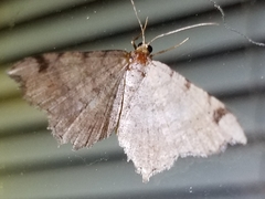 Macaria aequiferaria