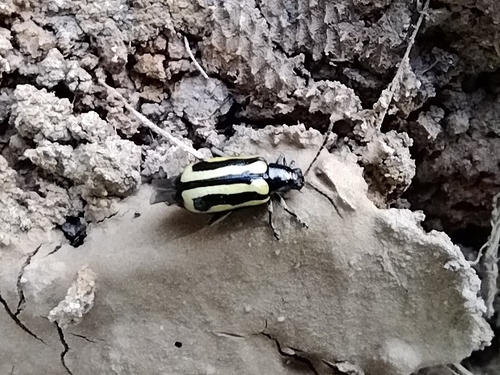 Alligatorweed Flea Beetle