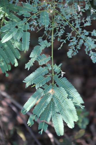 Senegalia galpinii