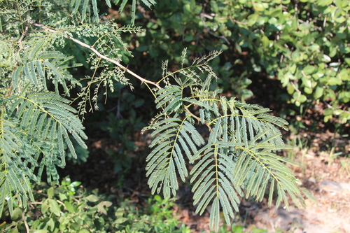 Senegalia galpinii