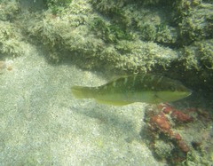 Halichoeres notospilus