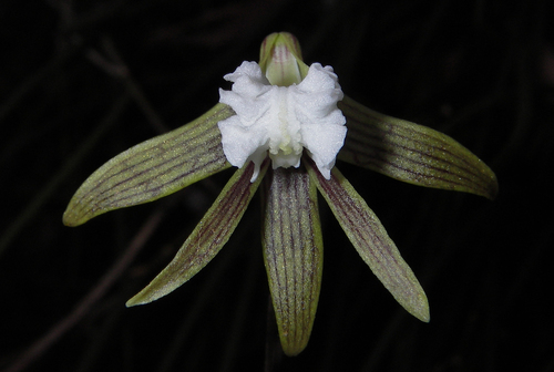 Image of Dendrobium striolatum by (c) Lachlan Copeland, some rights reserved (CC BY-SA)