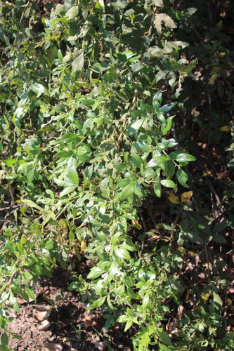 Image of Searsia quartiniana by no rights reserved