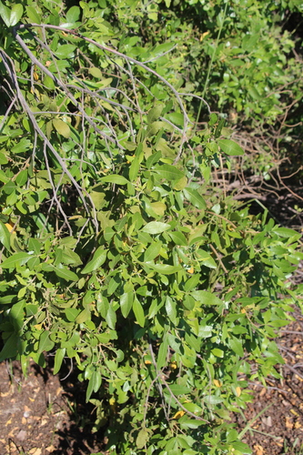 Image of Searsia quartiniana by no rights reserved