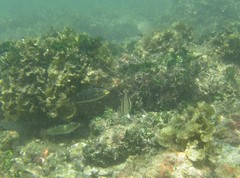 Stethojulis bandanensis