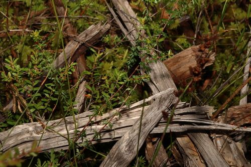 Image of Bauera capitata by (c) Greg Tasney, some rights reserved (CC BY-SA)