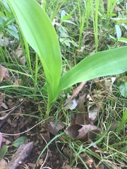 Convallaria majalis