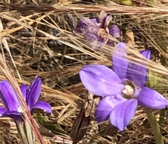 Brodiaea kinkiensis
