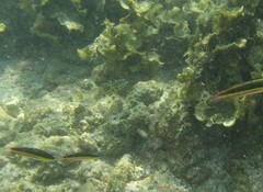 Halichoeres nicholsi