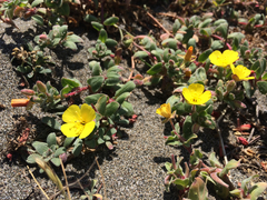 Camissoniopsis cheiranthifolia cheiranthifolia