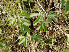 Gymnospermium altaicum