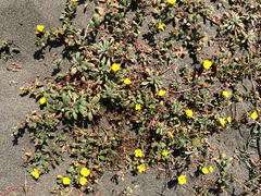 Camissoniopsis cheiranthifolia cheiranthifolia