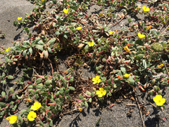 Camissoniopsis cheiranthifolia cheiranthifolia
