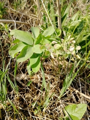 Gymnospermium altaicum