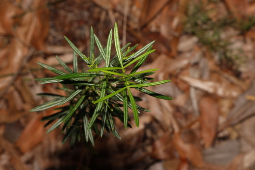 Image of Zieria laxiflora by (c) Greg Tasney, some rights reserved (CC BY-SA)