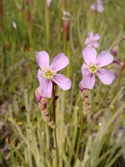 Drosera tracyi
