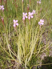 Drosera tracyi