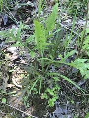 Pedicularideae