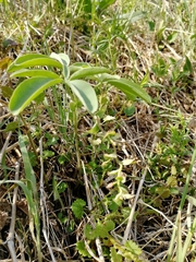Gymnospermium altaicum