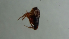 Pulicoidea