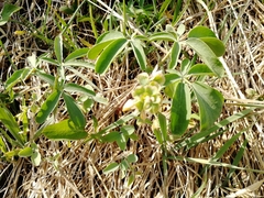 Gymnospermium altaicum