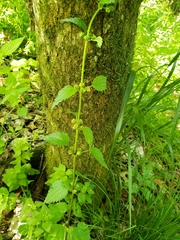 Urtica chamaedryoides