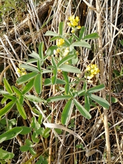 Gymnospermium altaicum