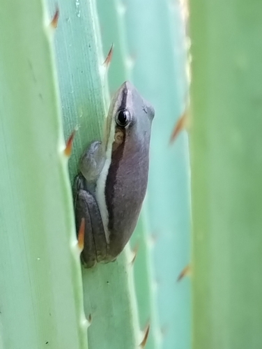 Carichyla bicolor