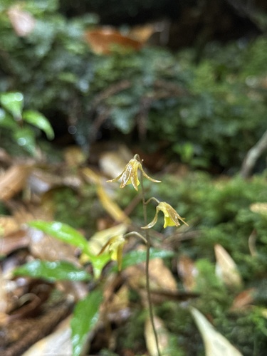 Tainia laxiflora iNat (1)