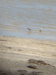 Calidris fuscicollis