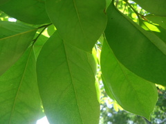 Annona muricata