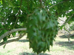 Annona muricata