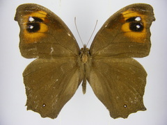 Melanitis leda leda