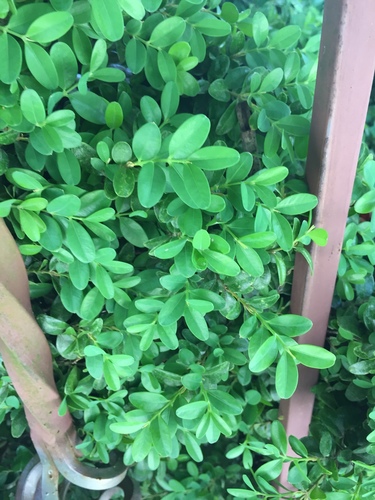 Buxus microphylla iNat (3)