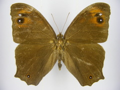 Melanitis leda leda