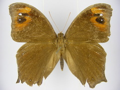 Melanitis leda leda