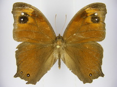 Melanitis leda leda
