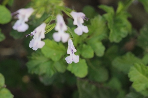 Image of Salvia obtusata by (c) Karen Eichholz, some rights reserved (CC BY)