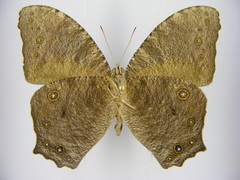 Melanitis leda leda